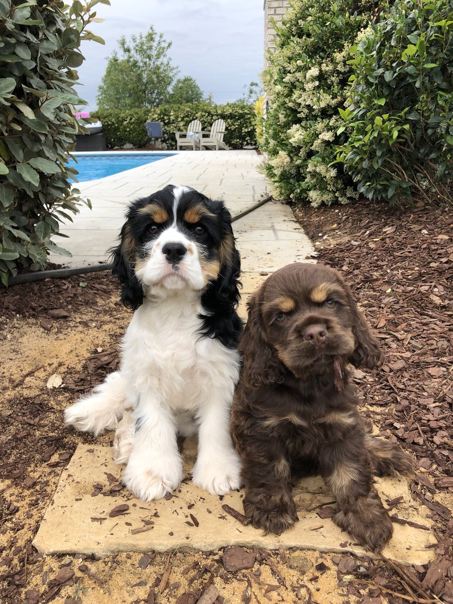 Stephan_Math's tweet image. If we have to stay home, at least it’s in good company! #pandemicpuppies