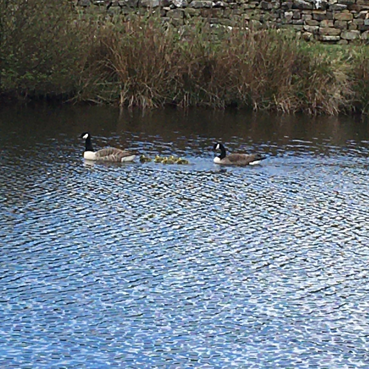 After 2 years of sitting next to her eggs, finally some success!