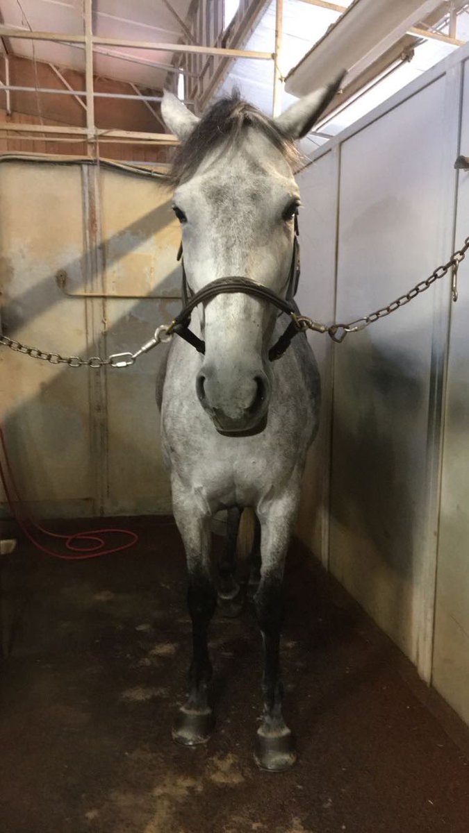 toriks23's tweet photo. @RepDLesko we’re not horsing around! Vote “neigh” on federal bailouts #RejectBailouts #AFPAZ #LIBREAZ #CVAAZ #AFPWestRegion https://t.co/V7KT2UOESG