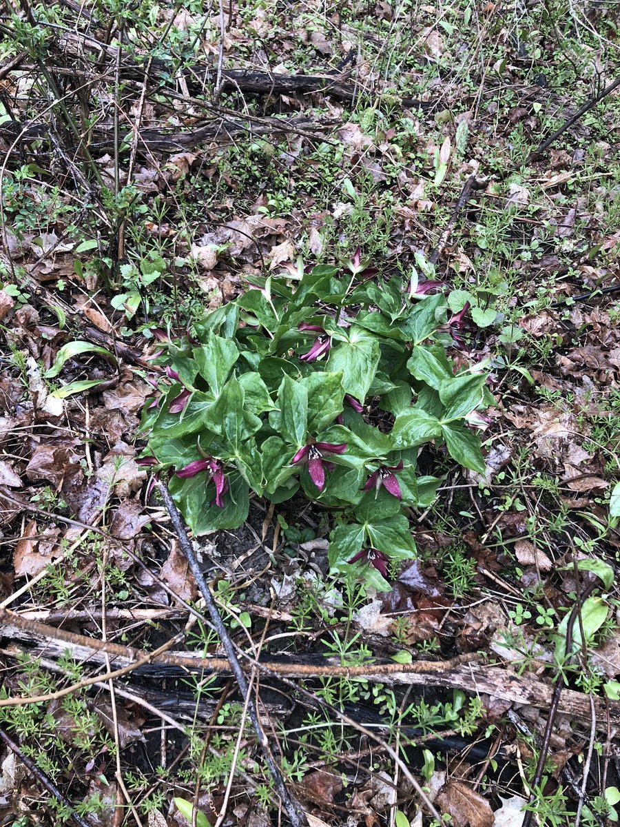 Sean Forrest tweet media