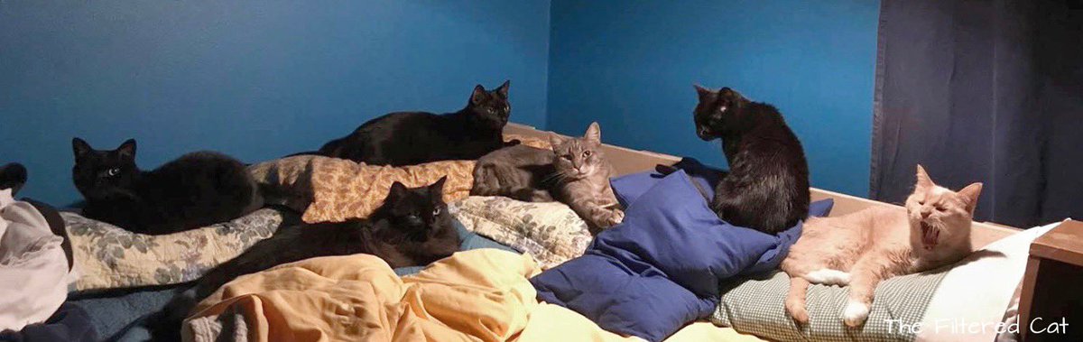 FilteredCat's tweet image. My cats. From left to right are Annabelle, Sadie, Winston Junior, the late Mr. Blue, the late Dash, and Milo. #wokeuplikethis #CatsOfTwitter #catsinbed #blackcats #blue #catsinlove #BlackCatsAreBeautiful #blackcatsrule #catlife #throwbackthursday