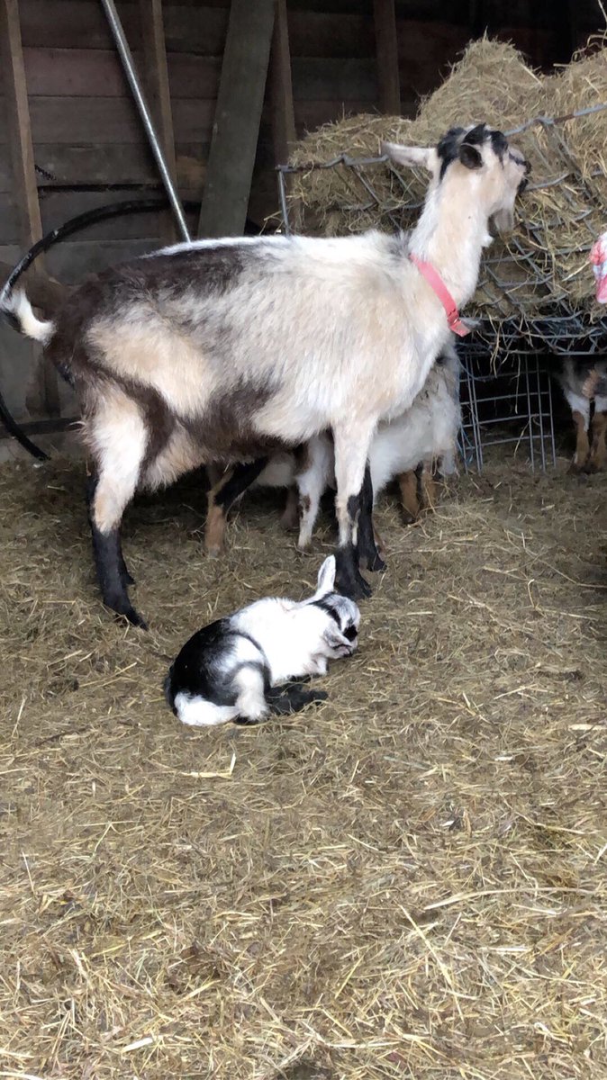 New baby on the farm! ❤️🐐