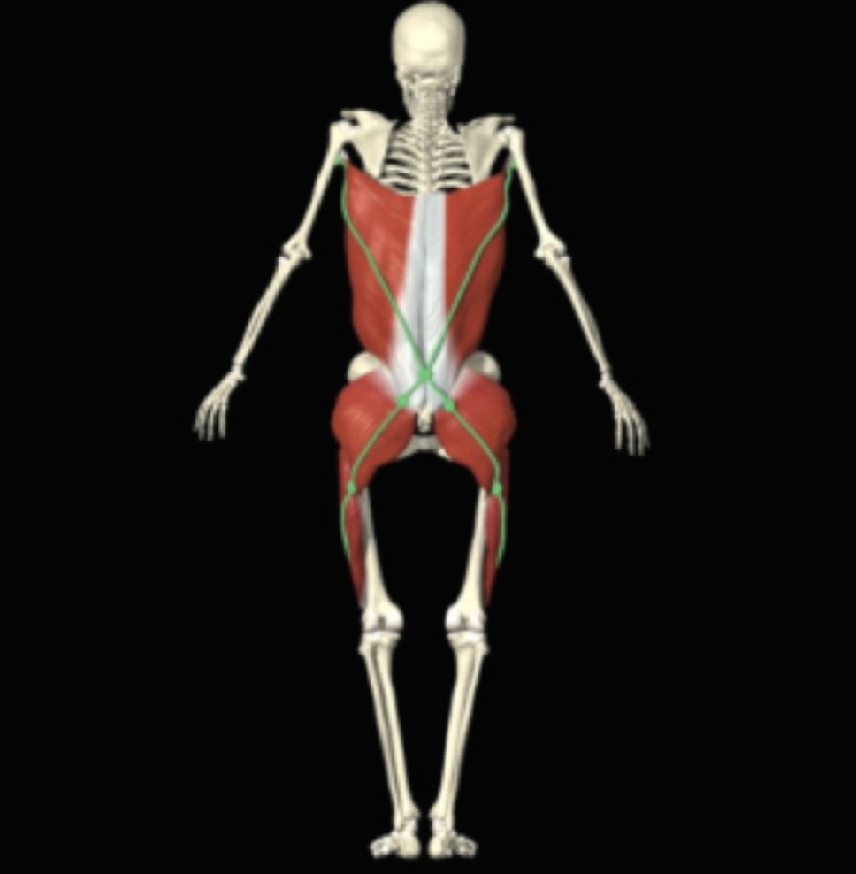 performbetterau's tweet photo. Loaded movement and myofascial functional lines
Carla B Sottovia PHD
This article addresses the postural and functional myofascial lines using ViPR.
https://t.co/ZuvwXQUKzT
#ViPR #loadedmovement #myofasciallines https://t.co/nId1kTYm9d
