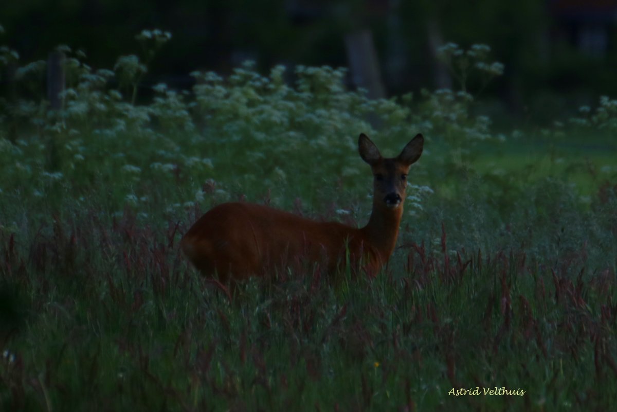 MooiLosser's tweet photo. Fotoshoot met een paar mooie #reegeiten in het fluitekruid #schatkamervantwente #Losser #geluksmoment #wild #wandelen #StayHome #gepasteafstand #natuur @TiDeLutteLosser @visitoost @beleeftwente @NUnl @hallolosser @Natuurmonument https://t.co/D9xtYIkA9Q
