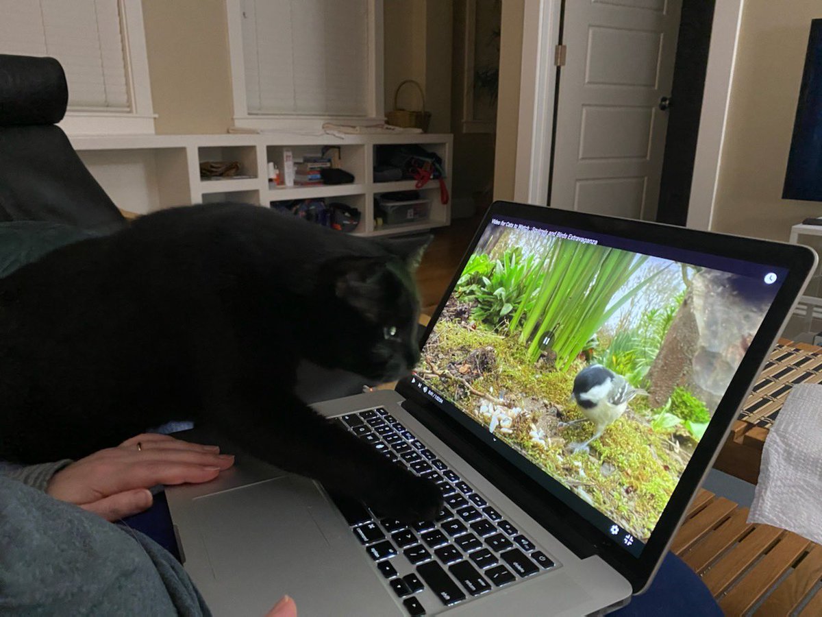 The hunter stalks his prey. It’s soooo close! #CatsOfTwitter #soclose #canalmosttasteit #poorartie 🙀