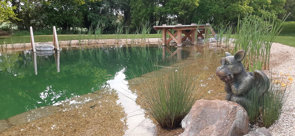 This beautiful natural swimming pond is one of our most recent ones and was finished last summer. It looks so inviting with its clean, clear water. 💚

#swimmingponds #organicpools #naturalswimmingpond #pond #wildswimming #chemicalfreepools #gardendesign #biodiversity #nature