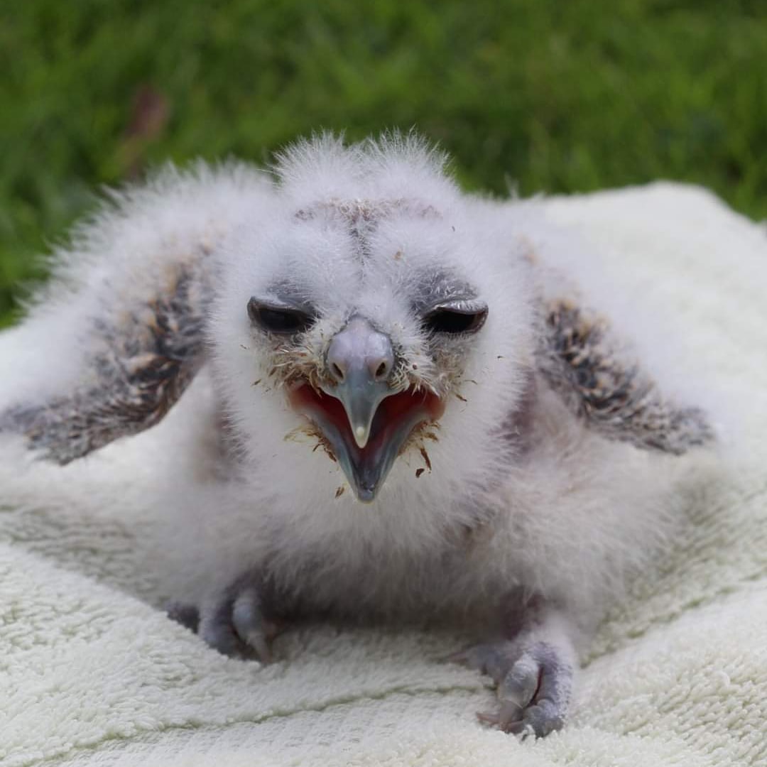 Northern Spotted Owl Breeding Program tweet media