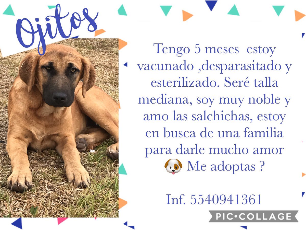 MascotasSismo's tweet photo. #Adopta Estos perritos rescatados de la calle buscan hogar temporal o definitivo. Todos con protocolo de salud. CDMX. https://t.co/u9PcOnS4uv