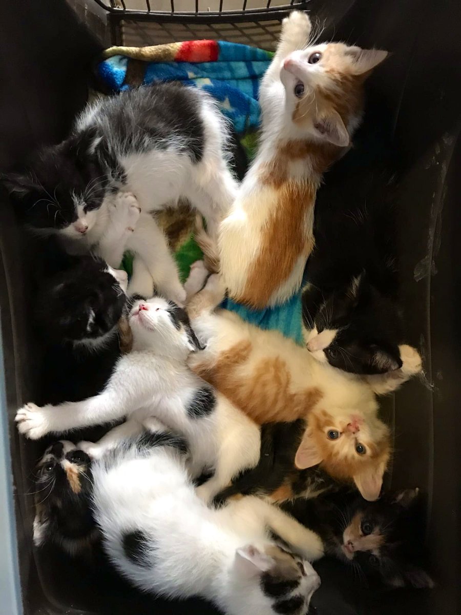 kittybungalow's tweet photo. How many kittens do you see? ๐ง
#CatsOfTwitter #FromHissToHome https://t.co/eckM6OKB2A