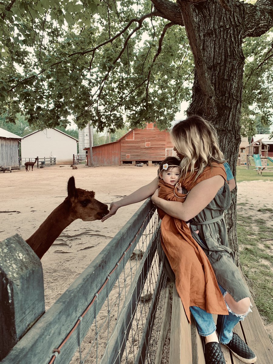 kelssiieeb's tweet photo. Baby girl experienced llamas today &amp; was a big fan!!! 😍 https://t.co/F121O1uir4
