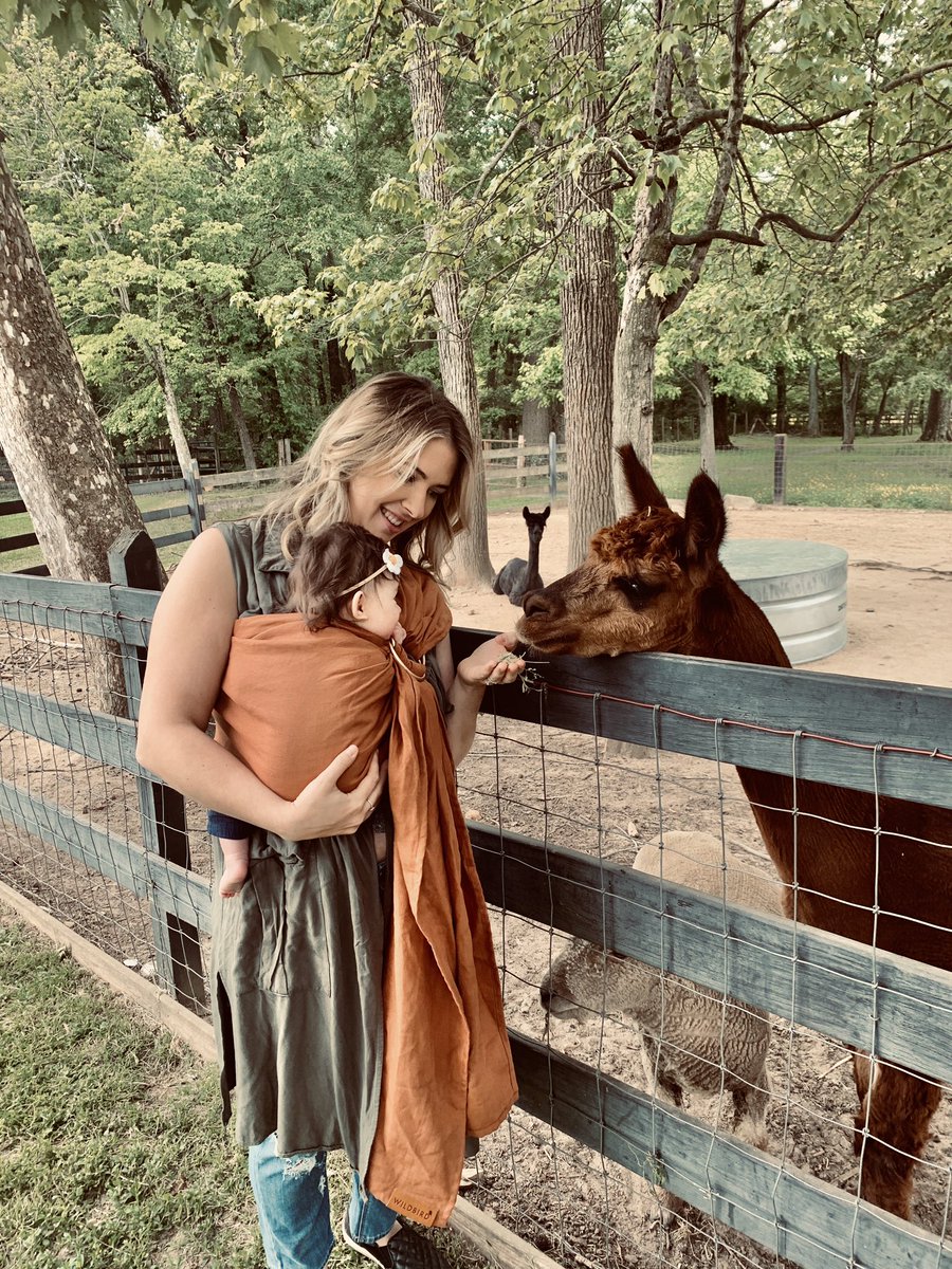 kelssiieeb's tweet photo. Baby girl experienced llamas today &amp; was a big fan!!! 😍 https://t.co/F121O1uir4