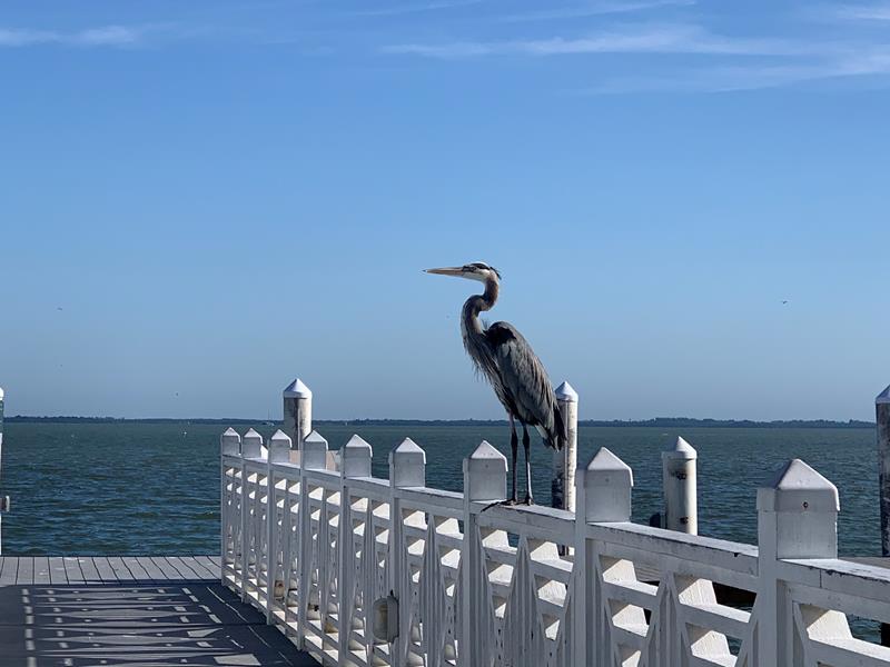 My friend Candi is a finalist in the South Seas Island Resort's Photo Contest! Help rally votes: flip.to/r/rkk99 @SSIslandResort