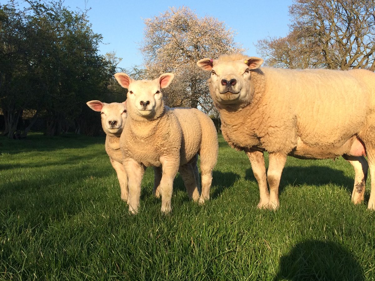 CraigBrough1's tweet photo. Very disappointed to see that Carlisle MP @John4Carlisle voted against the amendment put forward by @neil_parish to the Agriculture Bill yesterday.  Interesting decision from the Chair of the APPG for Food and Drink #notbackingbritishproduce https://t.co/z5gXgZGLvs