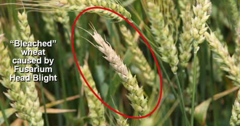 FSCooperatives's tweet photo. Don’t get docked at the elevator and get ahead of FHB with predictive modeling, planting resistant varieties, using cultural practices and making timely fungicide applications. https://t.co/AKrb7X6HGo  #stillfarming https://t.co/xn0eukENgo