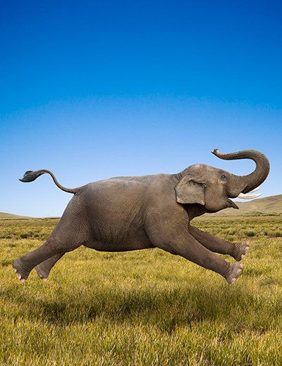 DawsonWilsonbli's tweet photo. ~~Elephant in motion by John Lund / Getty Images~~ #humor #laugh #smirk #laughable https://t.co/Y1bO9apyyf