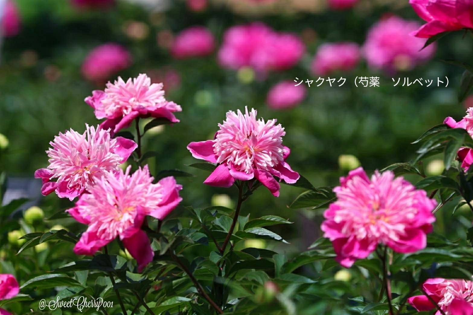 ソルベット Busqueda De Twitter Twitter