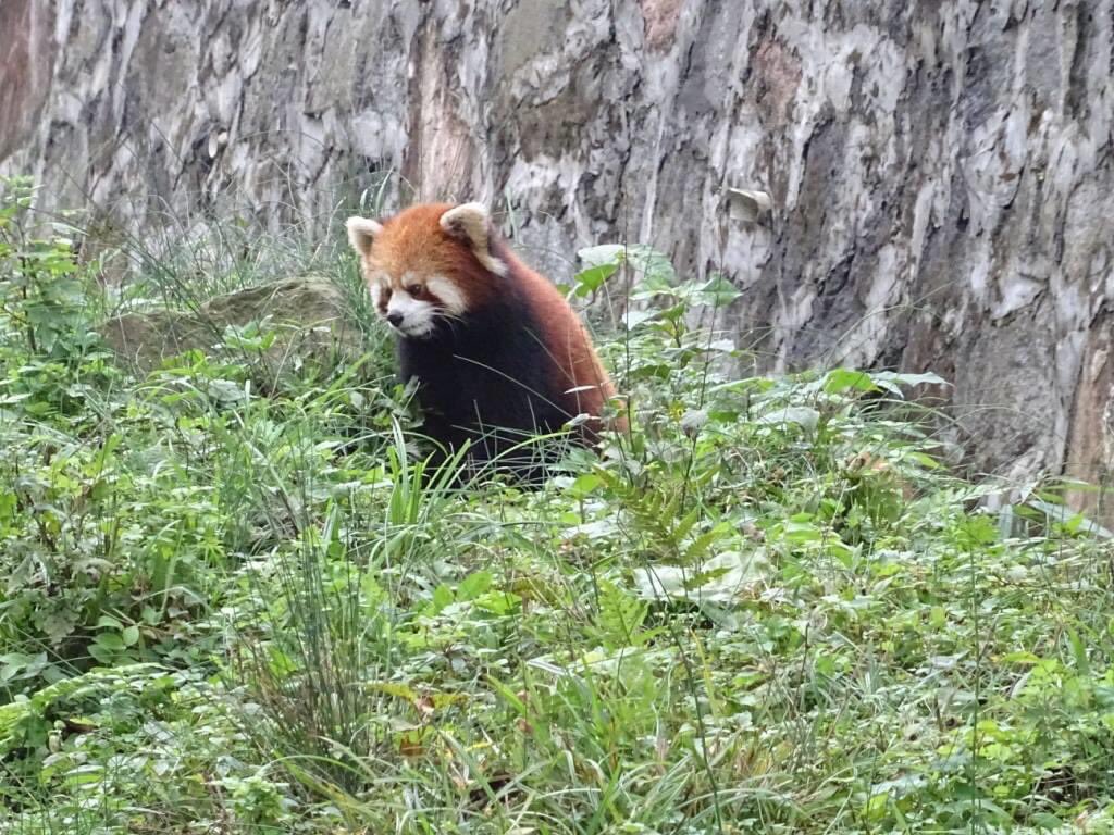 KirstenW1234's tweet photo. #pandadaily A red panda today - the main panda bases in China also have red pandas, these little guys are just as cute and adorable to watch as their black and white friends 😊 #china #dujiangyan #redpanda https://t.co/IWRkCMRH1k