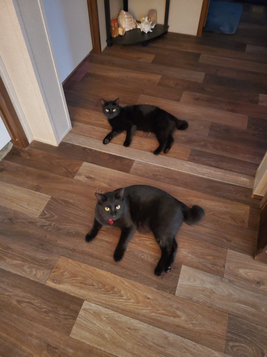 ColeenDanielson's tweet photo. @MotleyFan89 @LouDPhillips @catvet94 @AlessaDindo @CherylFawn @YMPhillips @vanessalapointe @nkotbblockhead1 Seneca,the brother, behind him Salem,his petite sister,she the is mischievousone and he very laid back.
#blackcats #blackbeauties #noevilhere #salemandseneca https://t.co/5iCcVVkgCG