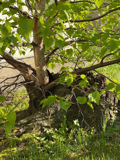 Damns0n's tweet photo. this tree was here my whole life but a few years ago my parents cut it down bc it was getting too close to the house, a few years later the tree was like, OH U FUCKIN THOUGHT! and just grew a whole new tree from the stump. ugh love her resilience https://t.co/XMeI1tqu3z