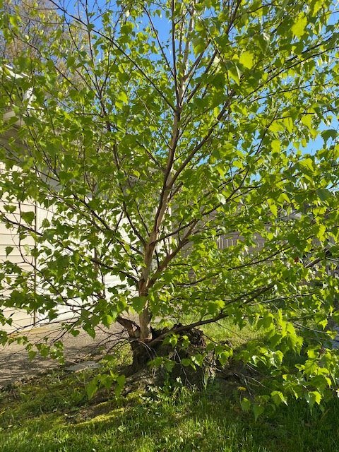 Damns0n's tweet photo. this tree was here my whole life but a few years ago my parents cut it down bc it was getting too close to the house, a few years later the tree was like, OH U FUCKIN THOUGHT! and just grew a whole new tree from the stump. ugh love her resilience https://t.co/XMeI1tqu3z