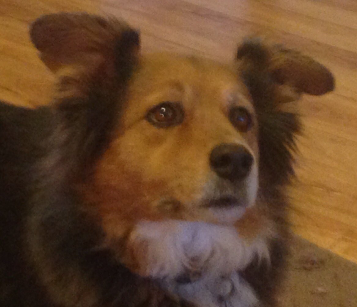 jdnatdesert1's tweet photo. It’s tragic - there are too many Republicans in office! I’m a #PawsforStahl puppy! @JudyStahl will fight for our environment so all can live and thrive! #Dogs4Dems #PawsforStahl #AllDogsAreDemocrats @judy_stahl @YavapaiDemocrat @dwpaaz @BlackMtnDems @IndivisPrescott https://t.co/ugKiIaiH6P