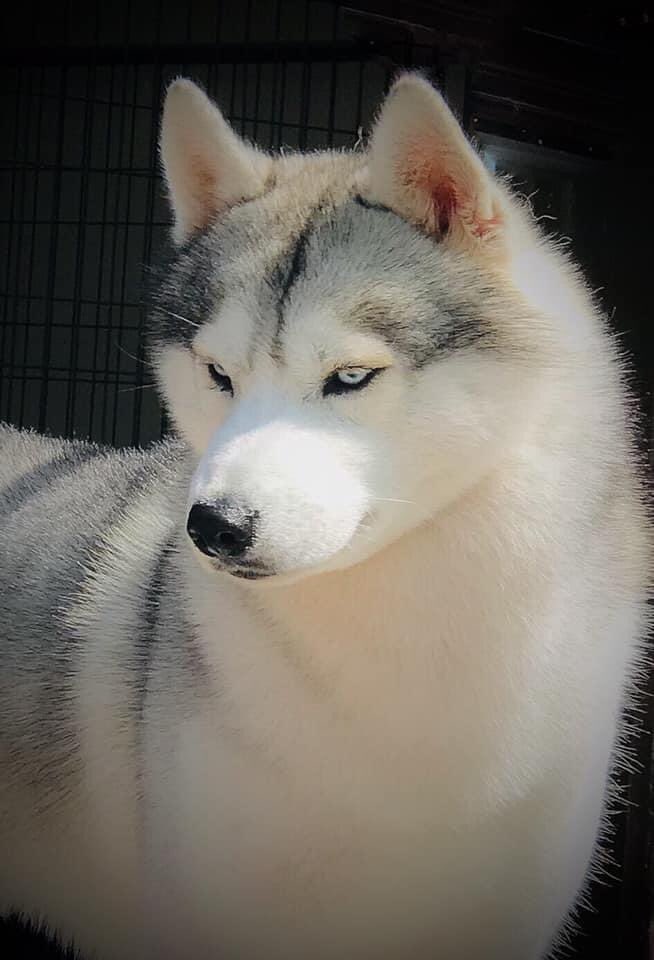 Snowfall_Kennel's tweet photo. #like4like #husky #huskylove #blogger #vlogger #lifestyle #lifestyleblog #makeuplovers #followme #follow4follow #photooftheday #vsco #vscocam #trip #travelblogger #likeforfollow #instalike #likeforlikes #instagood #dog #dogofinstagram https://t.co/bJdLzr0lss https://t.co/0QWRcuv572