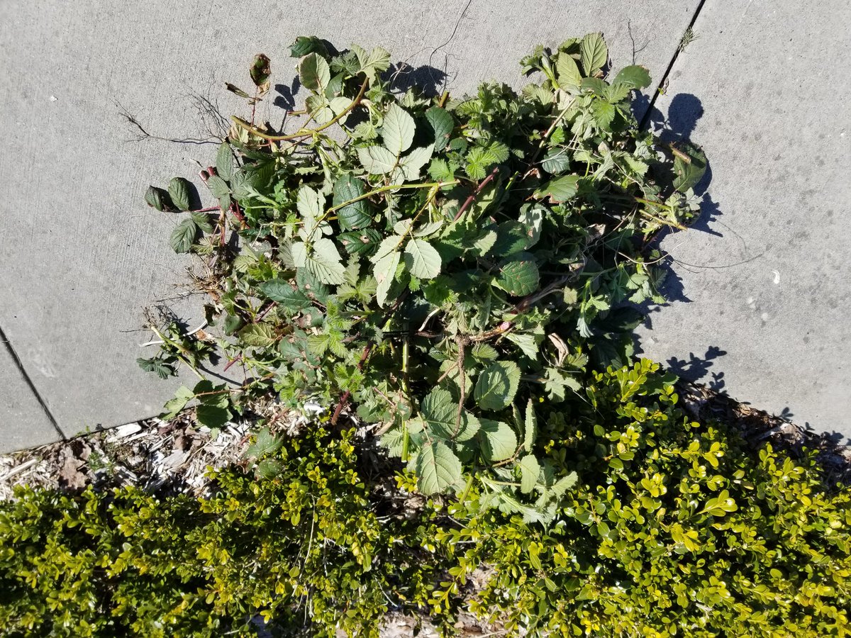 EmmaHarrower's tweet photo. I removed invasive Himalayan Blackberries in a #Vancouver Green Streets garden plot. I am now sponsoring the plot and hope to fill it up with wildflowers. https://t.co/efBwlYssJz