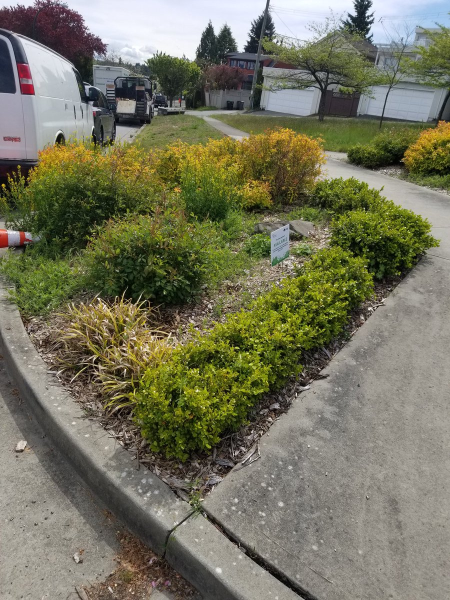 EmmaHarrower's tweet photo. I removed invasive Himalayan Blackberries in a #Vancouver Green Streets garden plot. I am now sponsoring the plot and hope to fill it up with wildflowers. https://t.co/efBwlYssJz