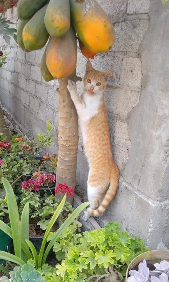 Yo culpando a las aves de que se comían las papayas y vean al culpable👉🐈😁😁😁