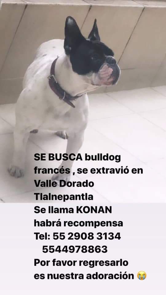 CNDHC_Mx's tweet photo. Se busca
Se extravío el día de hoy es un bulldog francés responde al nombre de konan se extravío en la zona de valle dorado Tlalnepantla
Habrá recompensa 
5529083134
55654180
@RescateAnimal
@TlalnepantladeB @ValleDorado_Tla https://t.co/SlKYFzr0U7