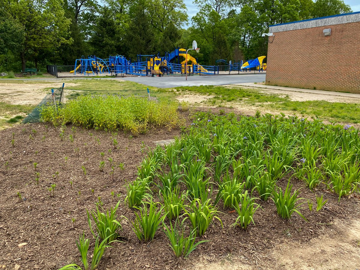 LRES_STEAM's tweet photo. Began the 2019/2020 school year with FFX County's Stormwater Planning Division gifting us with their Revitalize, Restore, Replant (R3) project. The native plants are coming back! TY Mr. Webster for adding additional natives. @LaurelRidgeES @FCPSSTEAM @FCPSScience @fcpsnews https://t.co/JyyslBEYEP