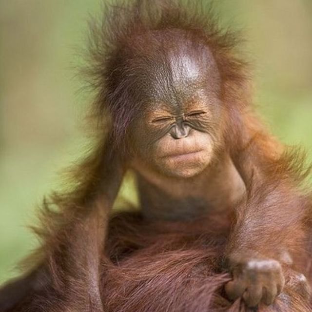 Desvelado. #animallovers #instagram #instagood #petstagram → instagram.com/p/CALz5UCFch3/