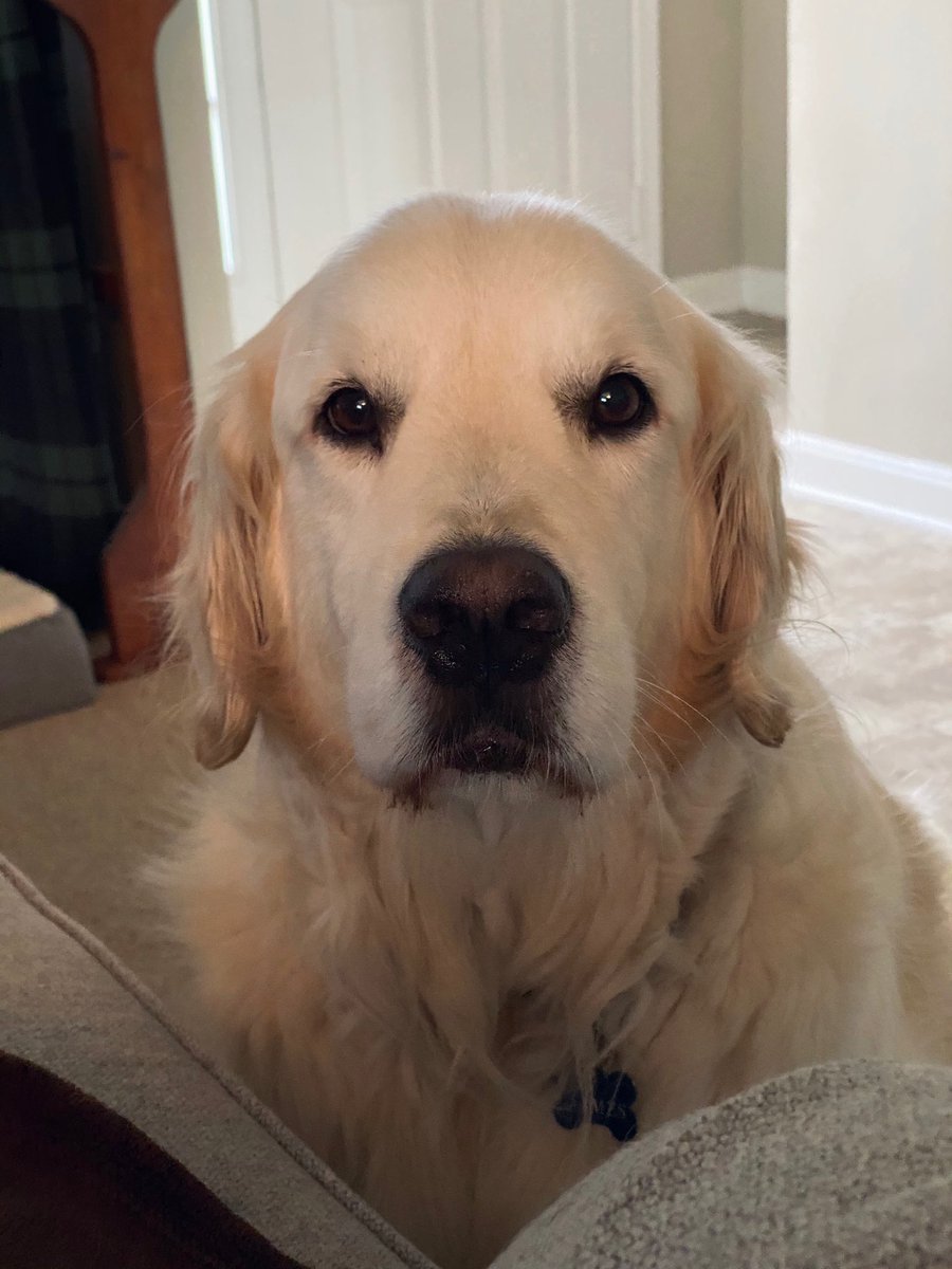 theDogvocate's tweet photo. perhaps just one bite
for your friend james https://t.co/Evm3gKFsMP