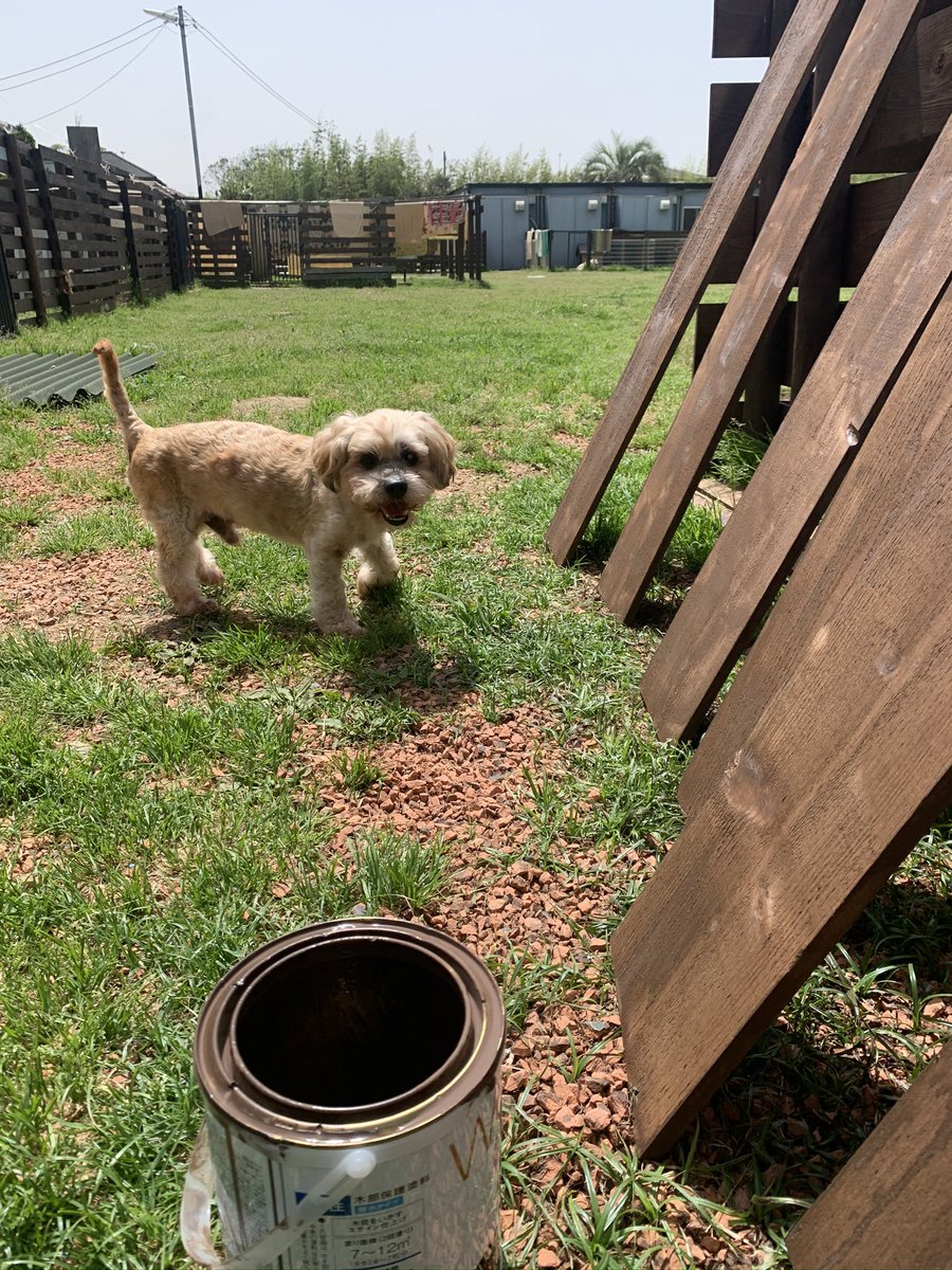 老犬介護施設 Hashtag On Twitter