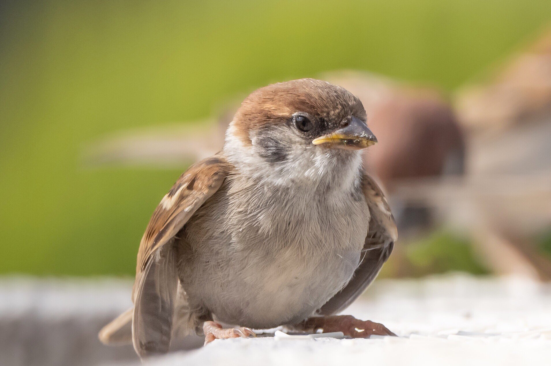 Biggate4444 毎日スズメ今年で5年目 小さくて可愛い子雀さん 少し羽を広げて待っている姿が可愛い スズメ すずめ スズメ観測 ちゅん活 Sparrow 鳥 野鳥 野鳥撮影 野鳥写真 Pentax T Co Tca5mlyoc0 Twitter