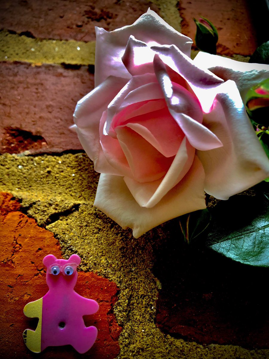 AShoeBearPlanet's tweet photo. Shoe Bear®️ With Brick &amp; Rose at The Historic Root House. Marietta, Georgia. #♻️ #Recycle #GoGreen #PleaseRecycle #TakeCareOfthePlanet #HappyEarth #GreenLiving #RecyclePlastic #ShoeBears  #TakeShoeBearWithYou #Brick #BrickandMortar #Rose #PinkRose #BrickWall #SunLight #RootHouse https://t.co/iG30SUkoJi