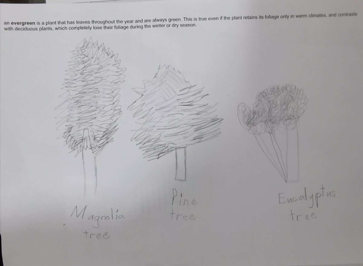 JudithRaganit's tweet photo. @HillsideYr1 Elouisa's trees https://t.co/McTFV8MmPi