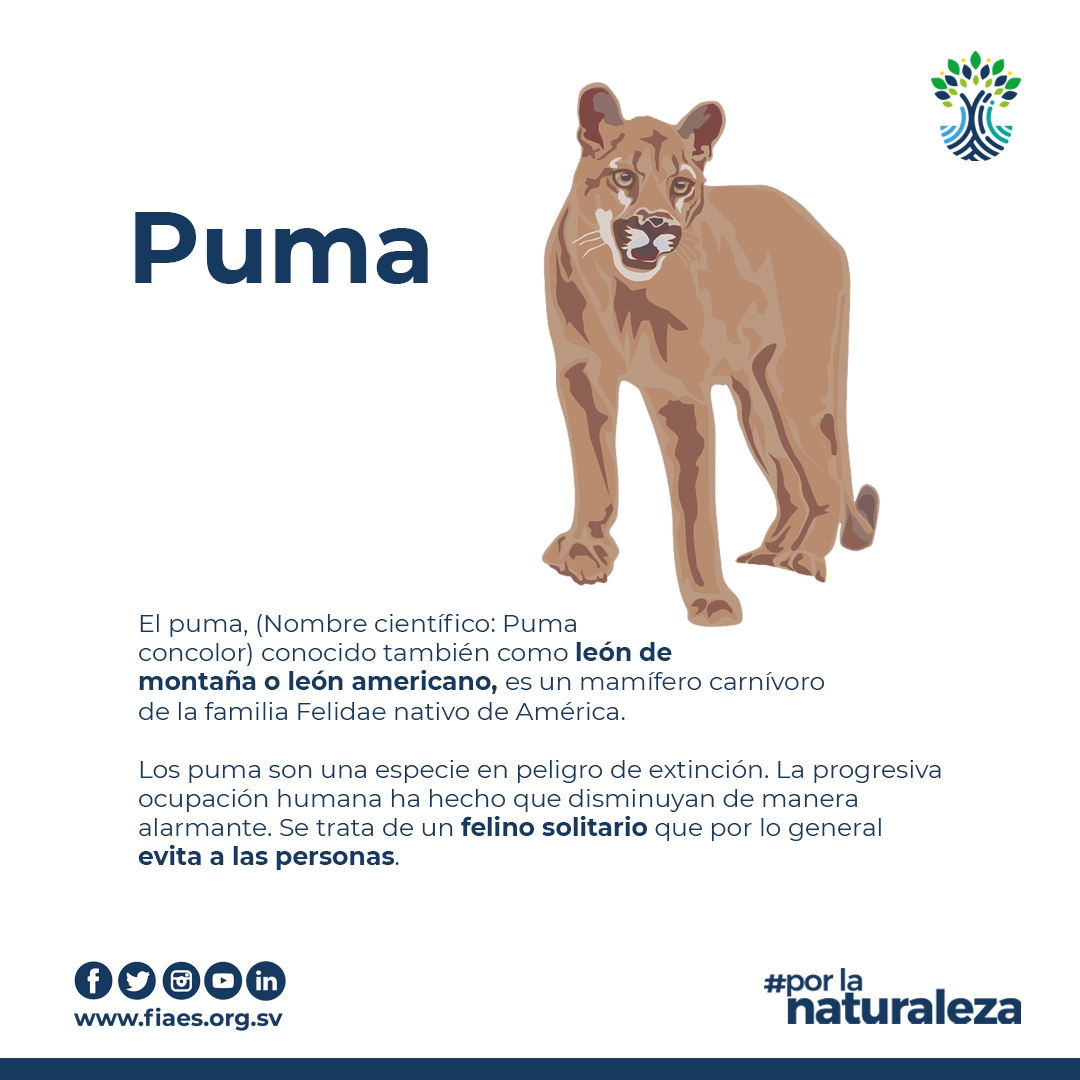 condón tolerancia Seducir Fondo de Inversión Ambiental de El Salvador on Twitter: "#FIAES I El puma, además de tener derecho la vida, reporta grandes beneficios ambientales. FIAES hace un llamado a respetar, proteger y conservar condón tolerancia Seducir Fondo de Inversión Ambiental de El Salvador on Twitter: "#FIAES I El puma, además de tener derecho la vida, reporta grandes beneficios ambientales. FIAES hace un llamado a respetar, proteger y conservar