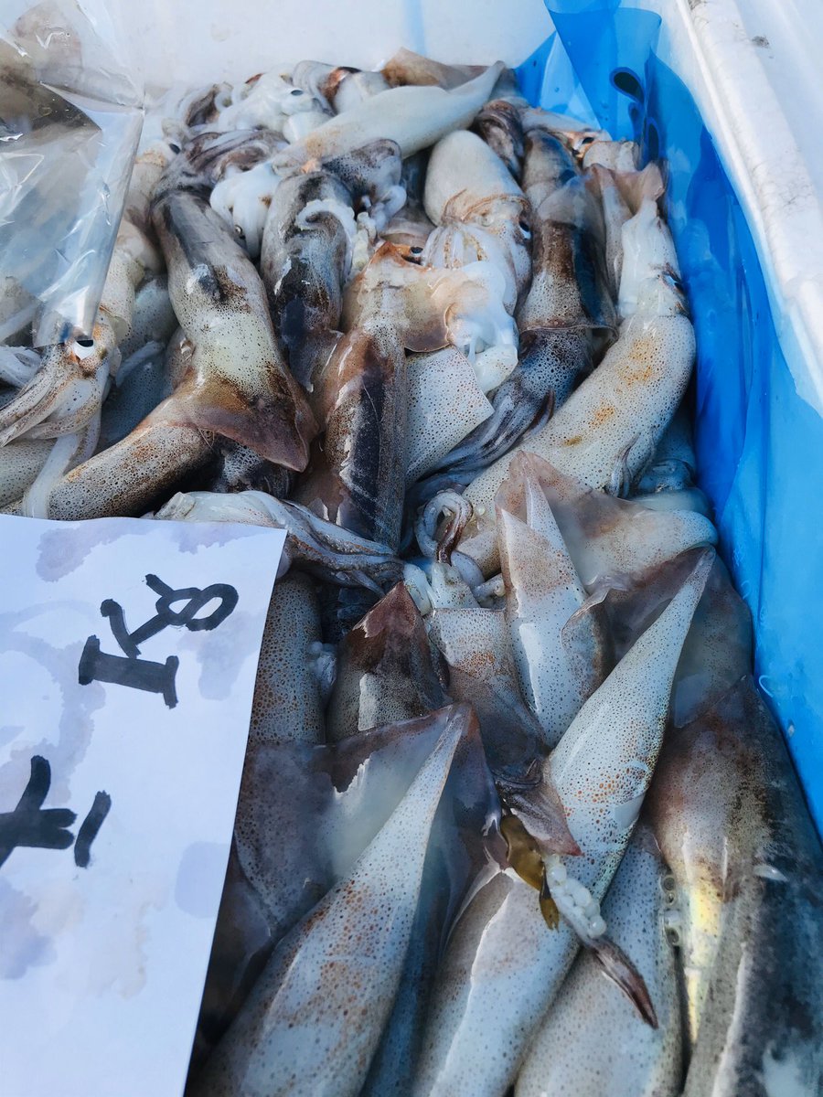 小田原魚國 本日の仕入れ状況です 活 平目 アオリ 石鯛 髭鯛 伊勢海老 地物 〆平政 スマ 地鯵 ネイラ 小鯛 小ムツ イナダ イシモチ 彦鰯 鯖 カサゴ 赤イカ 麦イカなど 陸送 稲取特金目 鰹 鯵 鱚 目光 活真ツブ貝 ホッキ貝 トリ貝 小田原魚國 本日の仕入れ状況です 活 平目 アオリ 石鯛 髭鯛 伊勢海老 地物 〆平政 スマ 地鯵 ネイラ 小鯛 小ムツ イナダ イシモチ 彦鰯 鯖 カサゴ 赤イカ 麦イカなど 陸送 稲取特金目 鰹 鯵 鱚 目光 活真ツブ貝 ホッキ貝 トリ貝
