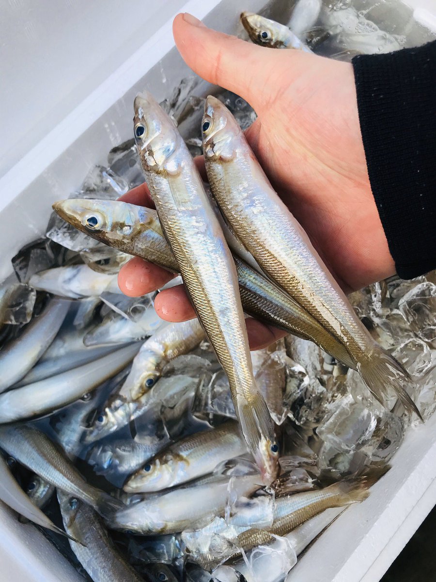 小田原魚國 本日の仕入れ状況です 活 平目 アオリ 石鯛 髭鯛 伊勢海老 地物 〆平政 スマ 地鯵 ネイラ 小鯛 小ムツ イナダ イシモチ 彦鰯 鯖 カサゴ 赤イカ 麦イカなど 陸送 稲取特金目 鰹 鯵 鱚 目光 活真ツブ貝 ホッキ貝 トリ貝 小田原魚國 本日の仕入れ状況です 活 平目 アオリ 石鯛 髭鯛 伊勢海老 地物 〆平政 スマ 地鯵 ネイラ 小鯛 小ムツ イナダ イシモチ 彦鰯 鯖 カサゴ 赤イカ 麦イカなど 陸送 稲取特金目 鰹 鯵 鱚 目光 活真ツブ貝 ホッキ貝 トリ貝