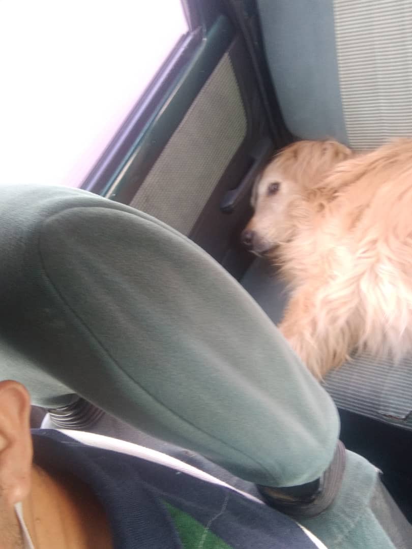 manosdlsangeles's tweet photo. #URGENTE 🆘 Se solicita apoyo para cubrir los gastos de traslado y del veterinario para este GOLDEN sufriendo fuertes DOLORES a causa de severa INFLAMACION de una patita y ya tiene también el abdomen y otras áreas inflamadas. Se llevó a la clínica las acacias dale RT https://t.co/yh8modNa4i