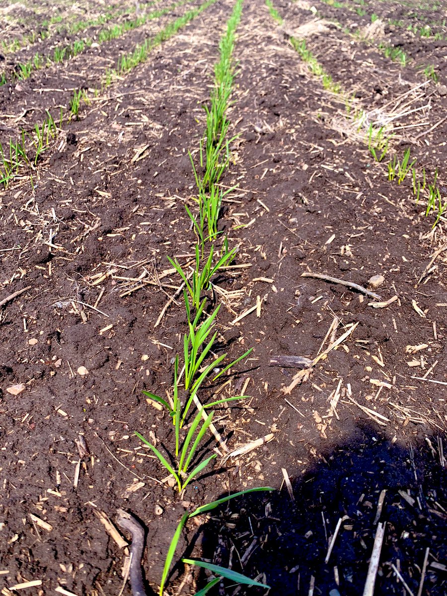 Early durum is starting to pop. #plant20