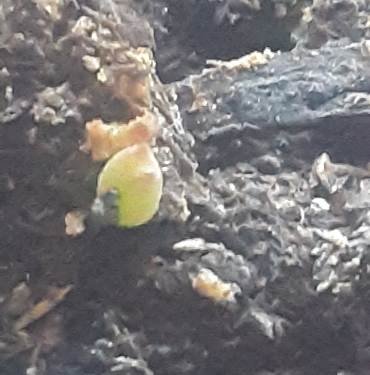 azrial257's tweet photo. A tiny cacti in mulch. Such a tiny, adorable thing, but it will grow to become a prickly plant. So too, can small negative moments become major blocks to our soul's progress. https://t.co/K3h1I6We4o