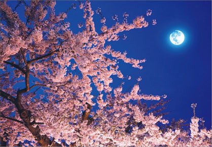 【夜桜と】今夜は見ると幸せになると言われているブルームーン‼︎

ひと月に2回目の満月をブルームーンといい、見ると幸せが訪れると言われています。次にブルームーンが見られるのは2020年とのことなので、今夜は逃せません！
