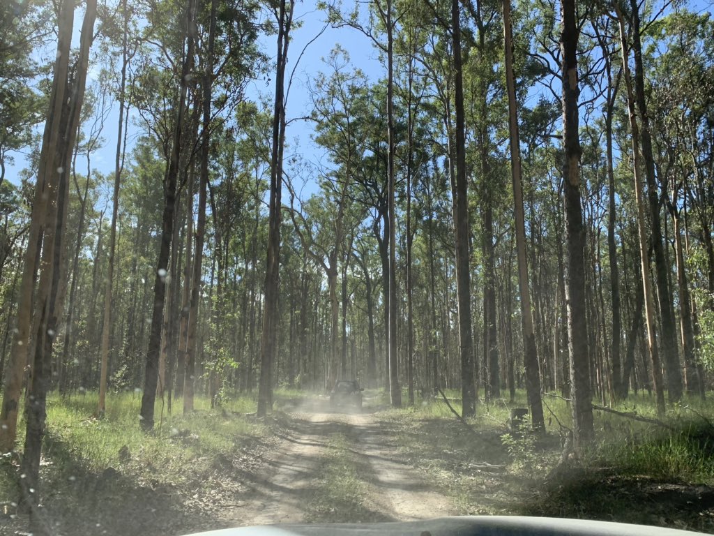 jo_noCSG's tweet photo. Myrtle State Forest is one of the North Coast forests targeted for logging - today we found evidence of recent #koala activity - these forest must be protected @JohnBarilaroMP @Matt_KeanMP #Forests4Ever https://t.co/q5yLVwhZ8c