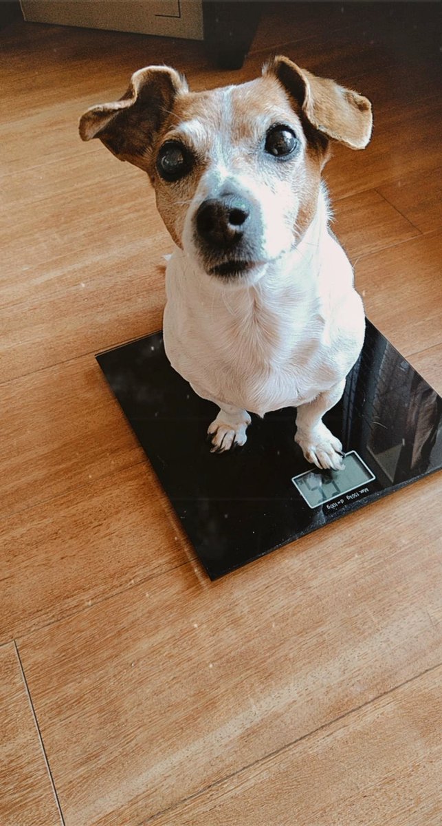 lady_bella's tweet photo. When quarantine weigh in only applies to the dog.
#coronavirus #QuarantineLife https://t.co/S8XwY5HsK0
