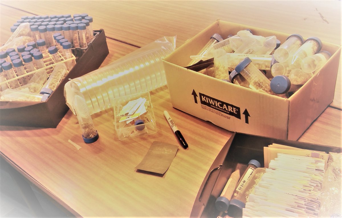 solpsantangelo's tweet photo. So nice to be back in the lab planting #medicago seeds and getting my hands dirty...after a lot of #lockdown computer work😂😄. #nzlevel2 https://t.co/YVFppYqhsA