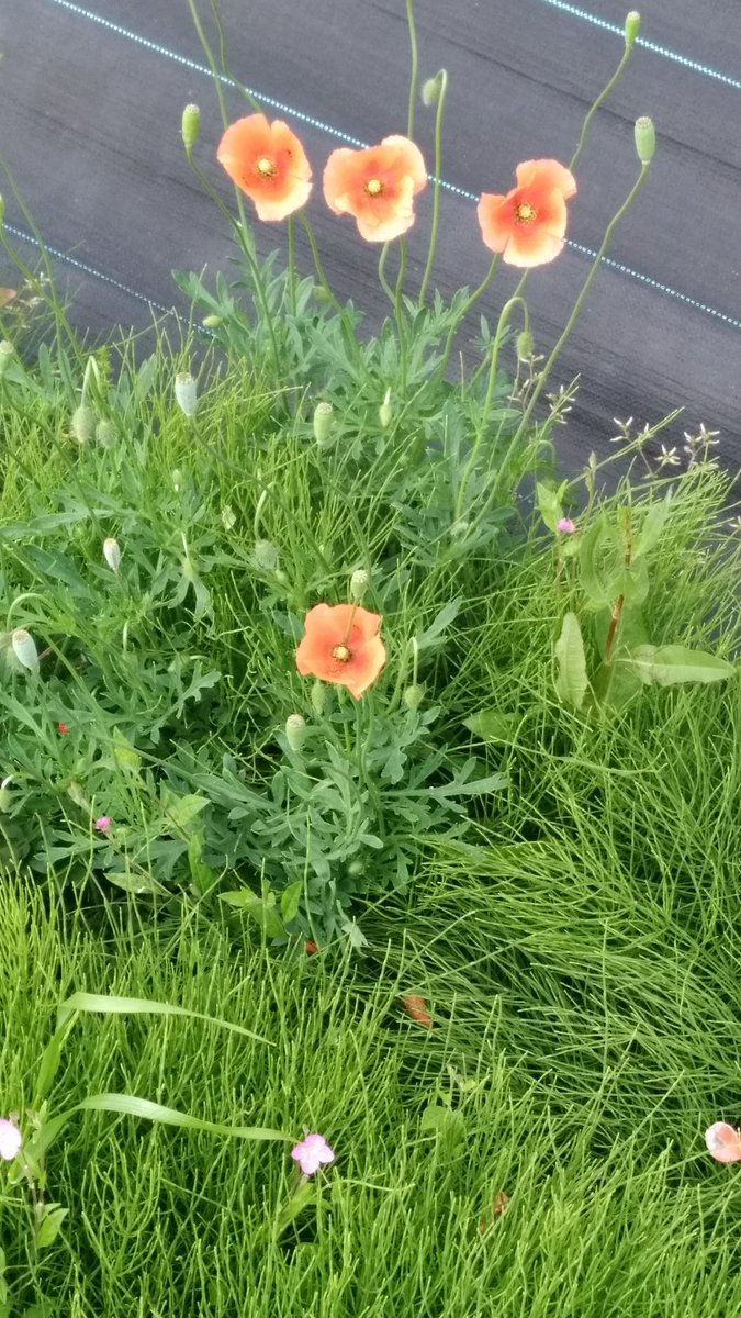 たなかまさひと 9月18日nap白楽ライブ 季節柄 かわいいナガミヒナゲシの花が咲いてるのをよく見かけます かわいいけど 外来種なので 増えないように摘み取って 家で観賞するのもいいかも ナガミヒナゲシ 外来種