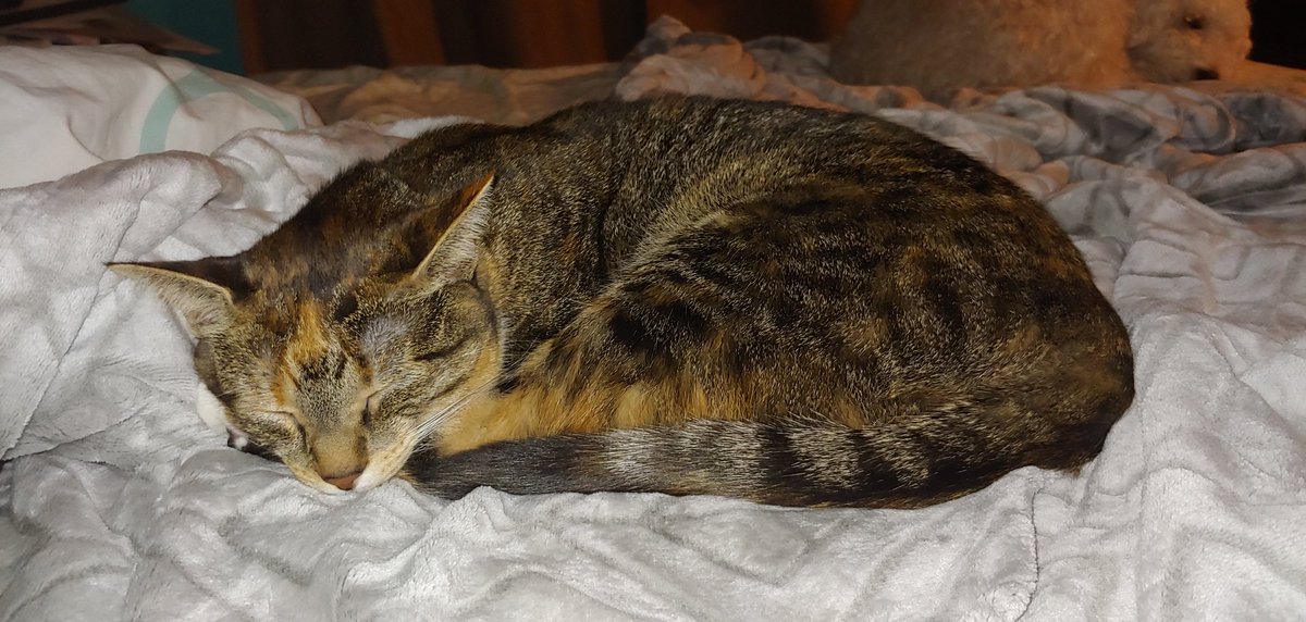 Scarlettbunny2's tweet photo. Someone is sleeping soundly while I try to catch up on my chapters. Does anyone else have lazy co-workers? #luckykitty #wantsleep #writerslife #WritingCommunity https://t.co/Zp6MpeUyAz