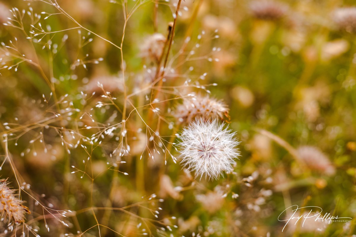 JaysPhotograph5's tweet photo. When spring is going so well! #photography #SpringTime #NaturePhotography #lightroom #photooftheday #folllowme https://t.co/41DHn9iSbY
